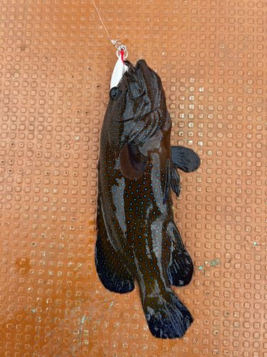 アオノメハタの釣果