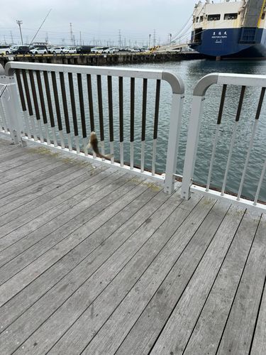 ハゼの釣果
