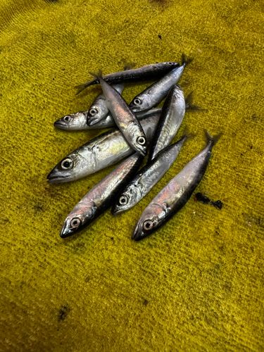 サバの釣果
