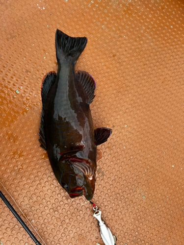 ハタの釣果