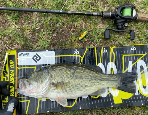 ブラックバスの釣果