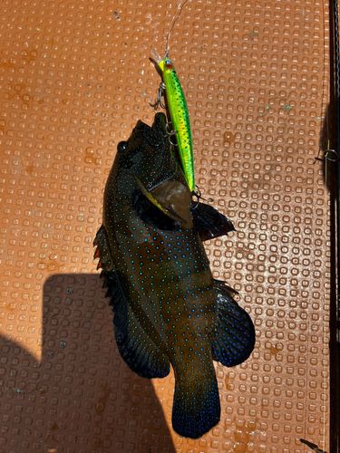 アオノメハタの釣果