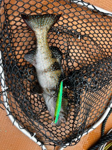 オオアオノメアラの釣果