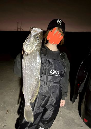 オオニベの釣果