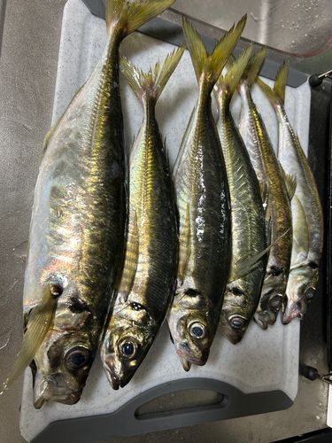 アジの釣果