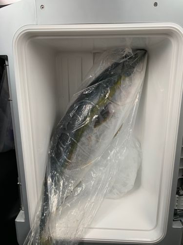 メジロの釣果