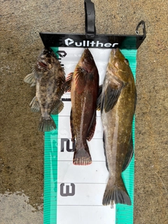 アイナメの釣果
