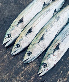 サゴシの釣果