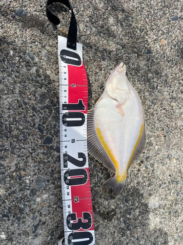 カレイの釣果