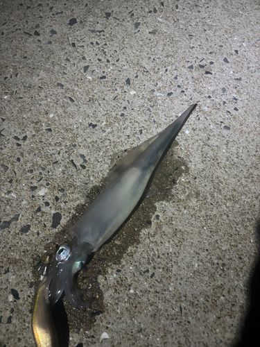 ササイカの釣果