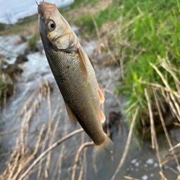 ウグイ