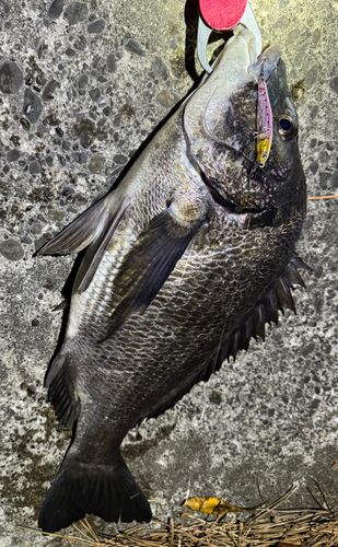 クロダイの釣果