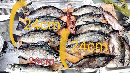 メバルの釣果