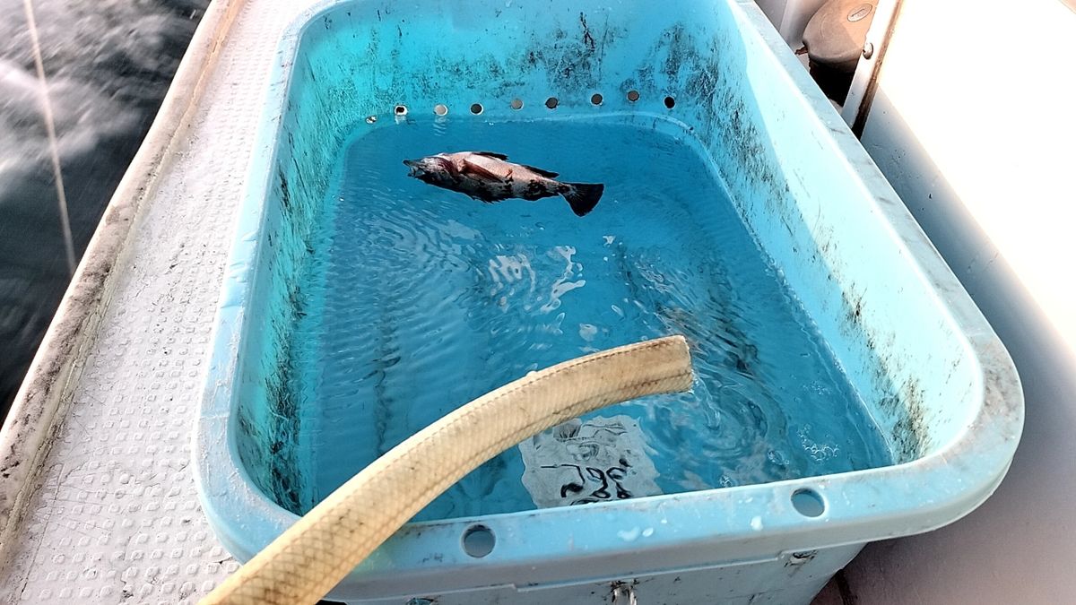 ジャックパパさんの釣果 3枚目の画像