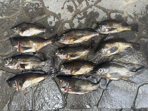 メバルの釣果