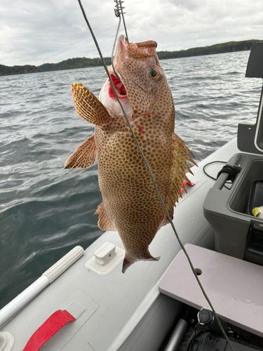 オオモンハタの釣果