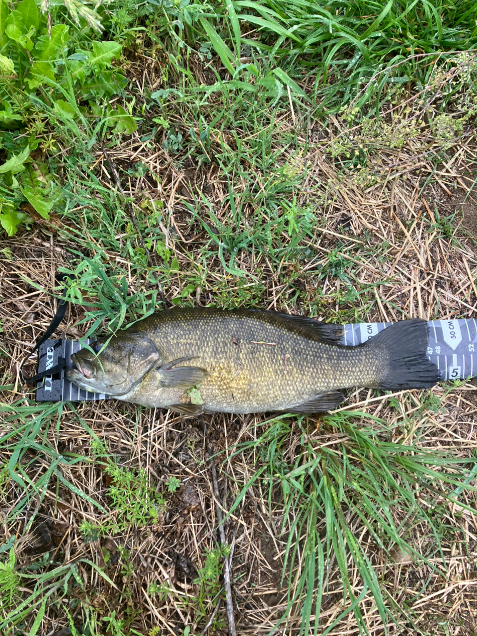 SHIMANO 19スコーピオン 1652R-2の最安値・インプレ・釣果
