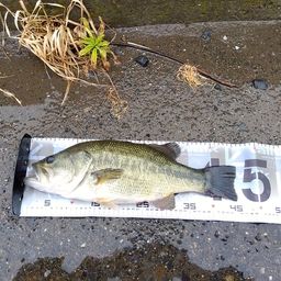 ラージマウスバス