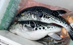 トラフグの釣果