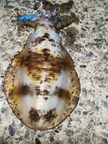 アオリイカの釣果