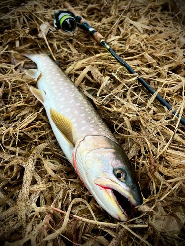 アメマスの釣果