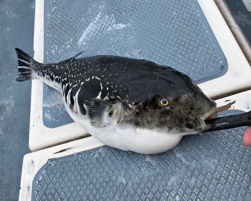 トラフグの釣果