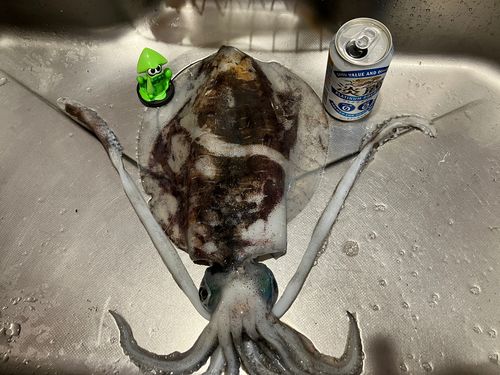 アオリイカの釣果