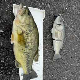 ブラックバス