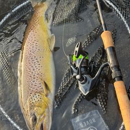 ブラウントラウト