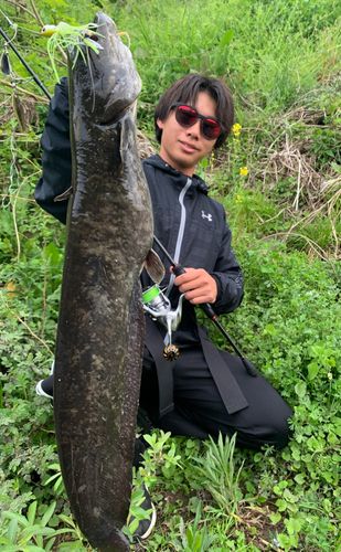 ナマズの釣果