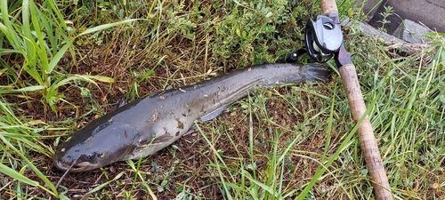 ナマズの釣果