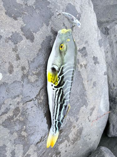 シマフグの釣果
