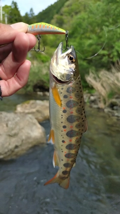 アマゴの釣果