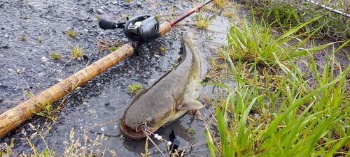 ナマズの釣果