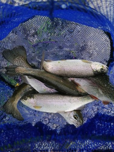 ニジマスの釣果