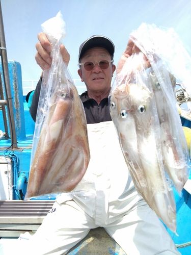 ヤリイカの釣果