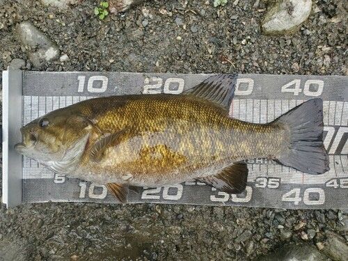 スモールマウスバスの釣果