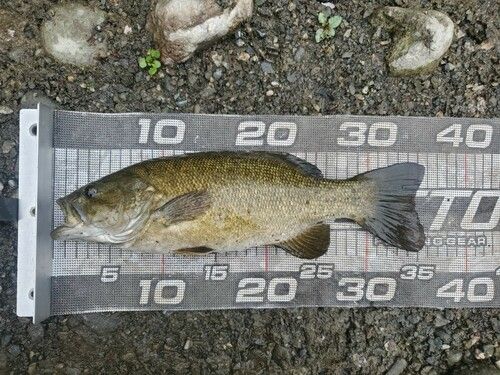 スモールマウスバスの釣果