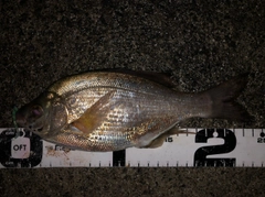 ウミタナゴの釣果