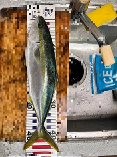 ハマチの釣果