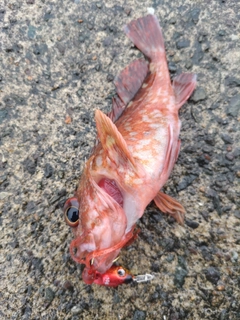 ガシラの釣果