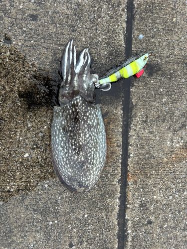 シリヤケイカの釣果