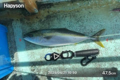 ハマチの釣果
