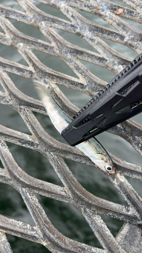 カタクチイワシの釣果