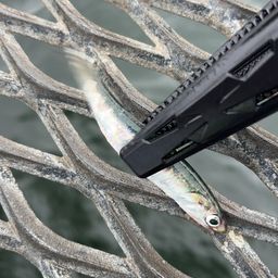 カタクチイワシ