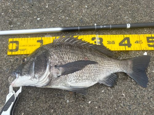 クロダイの釣果