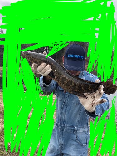 ライギョの釣果