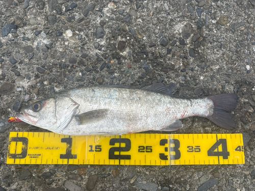 セイゴ（マルスズキ）の釣果