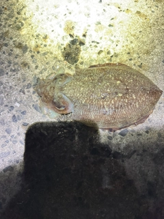 コウイカの釣果