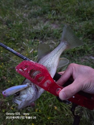 ラージマウスバスの釣果